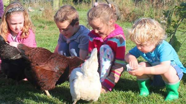 Help feed the animals during your holiday in Cornwall | West Woolley Farm