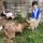 anuimal feeding, child-friendly holids in north Cornwall, West Woolley Farm