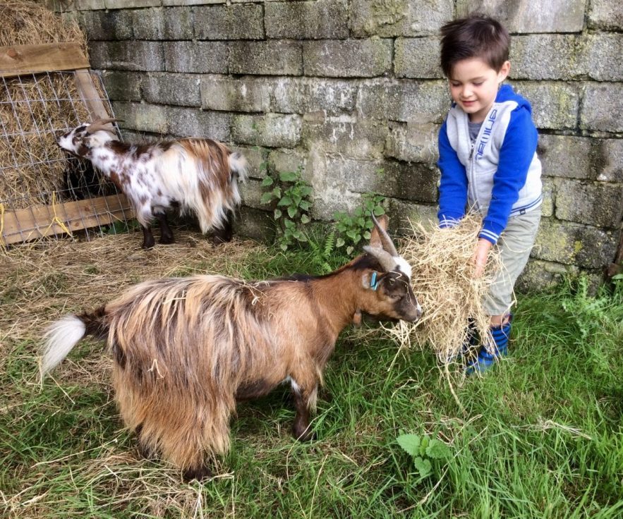 anuimal feeding, child-friendly holids in north Cornwall, West Woolley Farm