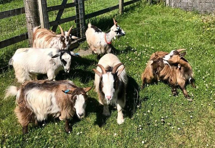 Child-friendly holidays in North Cornwall. West Woolley Farm